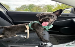 Mixed Breed dogs for sale: Pug mix poodle  - Image 1