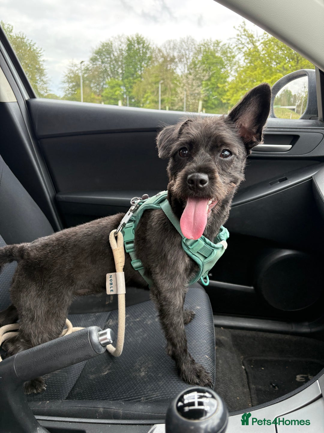 Mixed Breed dogs for sale: Pug mix poodle  - Image 1