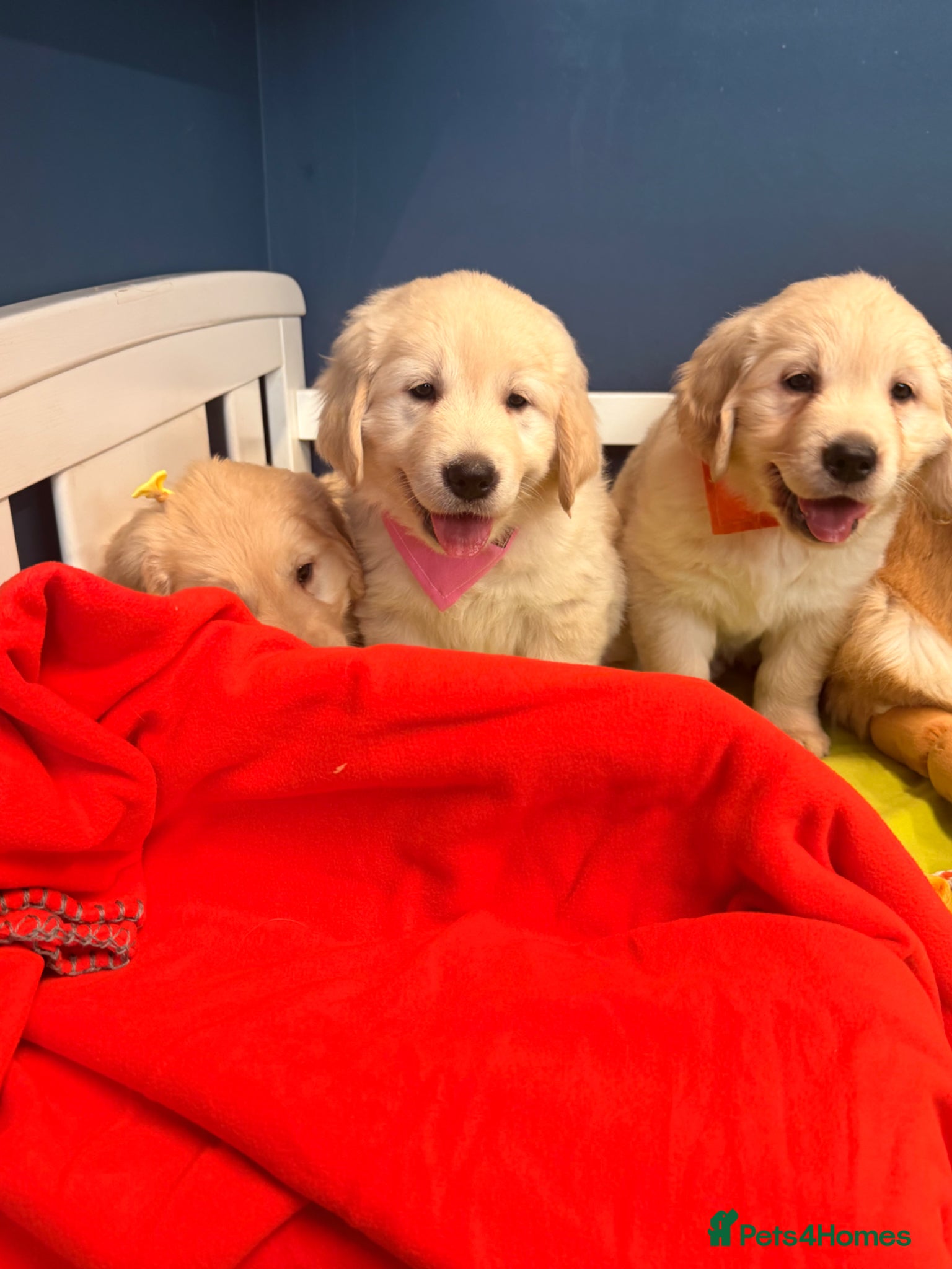 Golden Retriever dogs for sale: 🐶 Gorgeous Chunky type Golden Retriever Puppies🐶 - Advert 19
