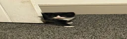 Bombay cats for sale: Beautiful Bombay x BSH Tuxedo Kittens in Bury - Advert 2