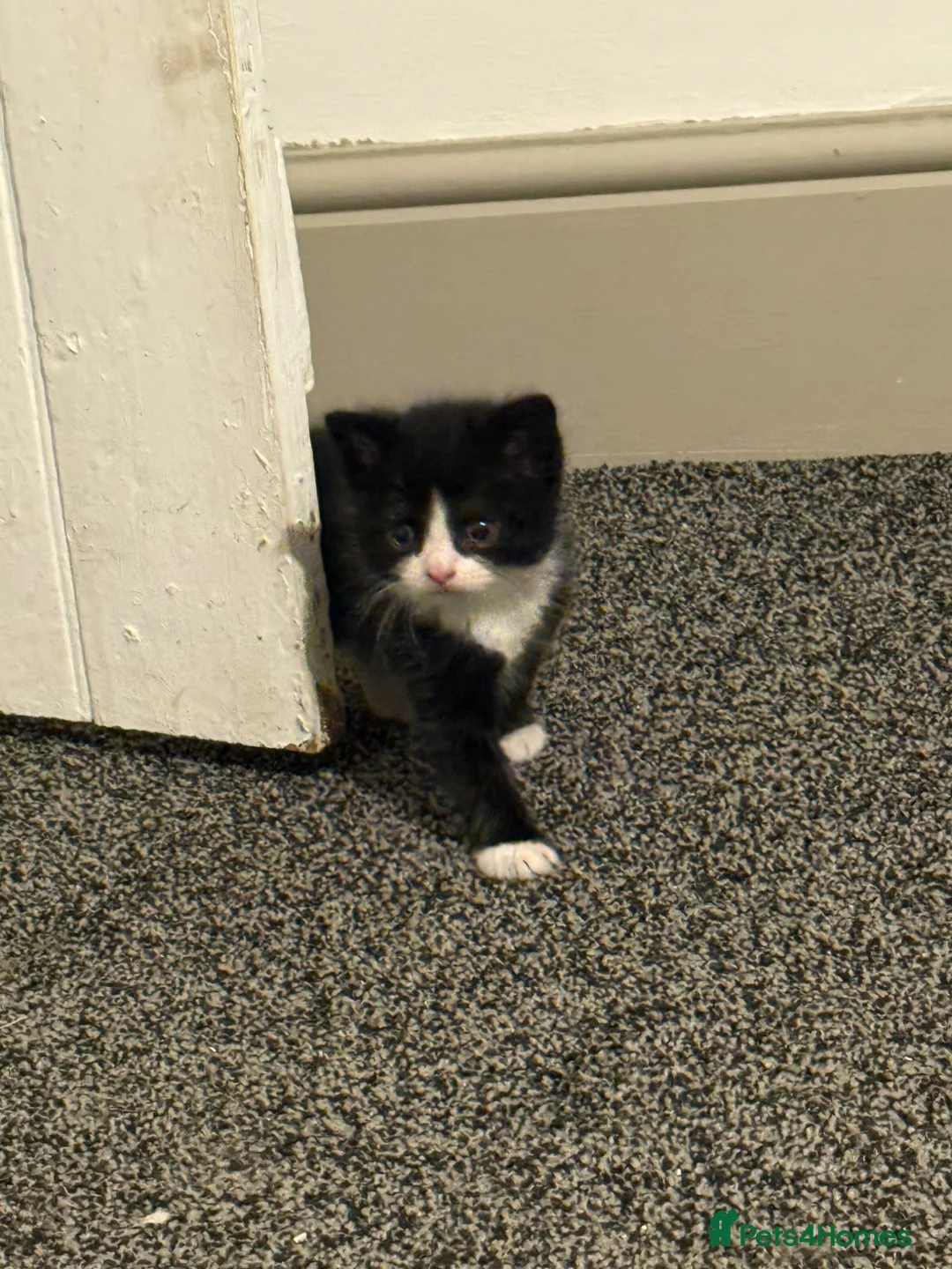 Bombay cats for sale: Beautiful Bombay x BSH Tuxedo Kittens in Bury - Advert 2