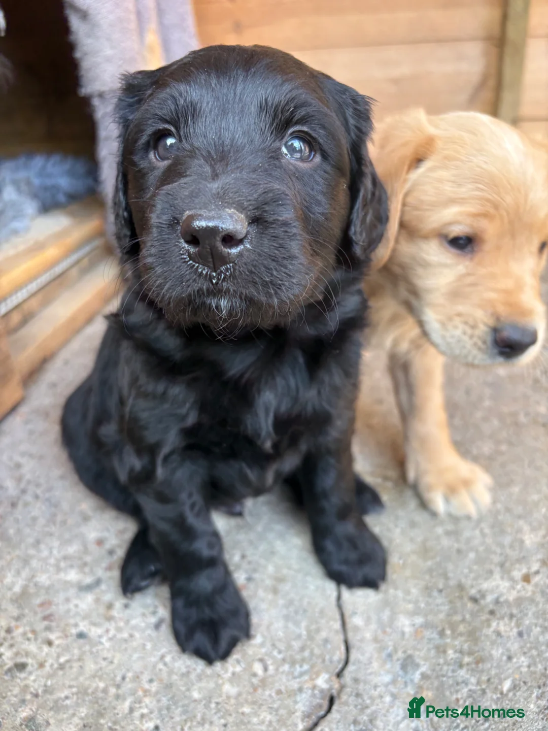 Mixed Breed dogs for sale: Labradoodles  - Advert 1