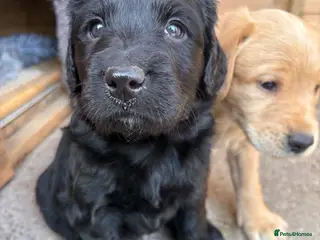 Mixed Breed dogs Labradoodles - Advert 4