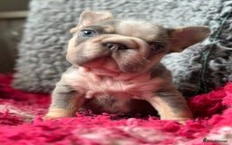 French Bulldog dogs for sale: Chunky little lilac and tan boy available  - Image 1