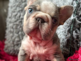 French Bulldog dogs - Advert 20