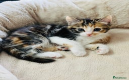 Bengal cats for sale: Beautiful Kittens - Image 10