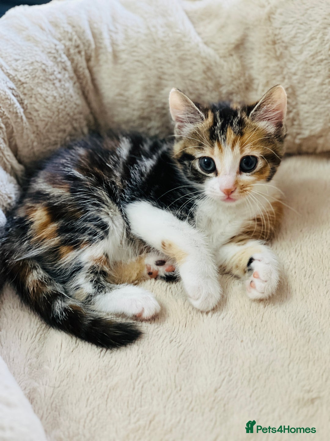 Bengal cats for sale: Beautiful Kittens - Image 10