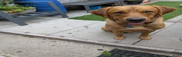 Labrador Retriever dogs for stud: Monty Fox Red Labrador  in Leyland - Advert 3