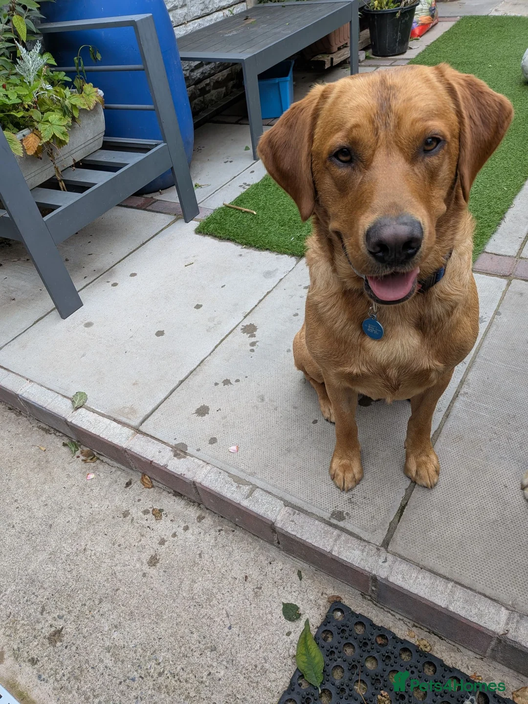Labrador Retriever dogs for stud: Monty Fox Red Labrador  in Leyland - Advert 3