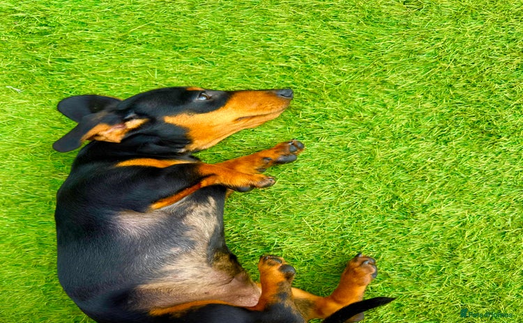 Miniature Dachshund dogs in Walsall - Advert 3