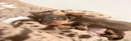 Miniature Dachshund dogs for stud: Chocolate and tan miniature dachshund for stud - Advert 6