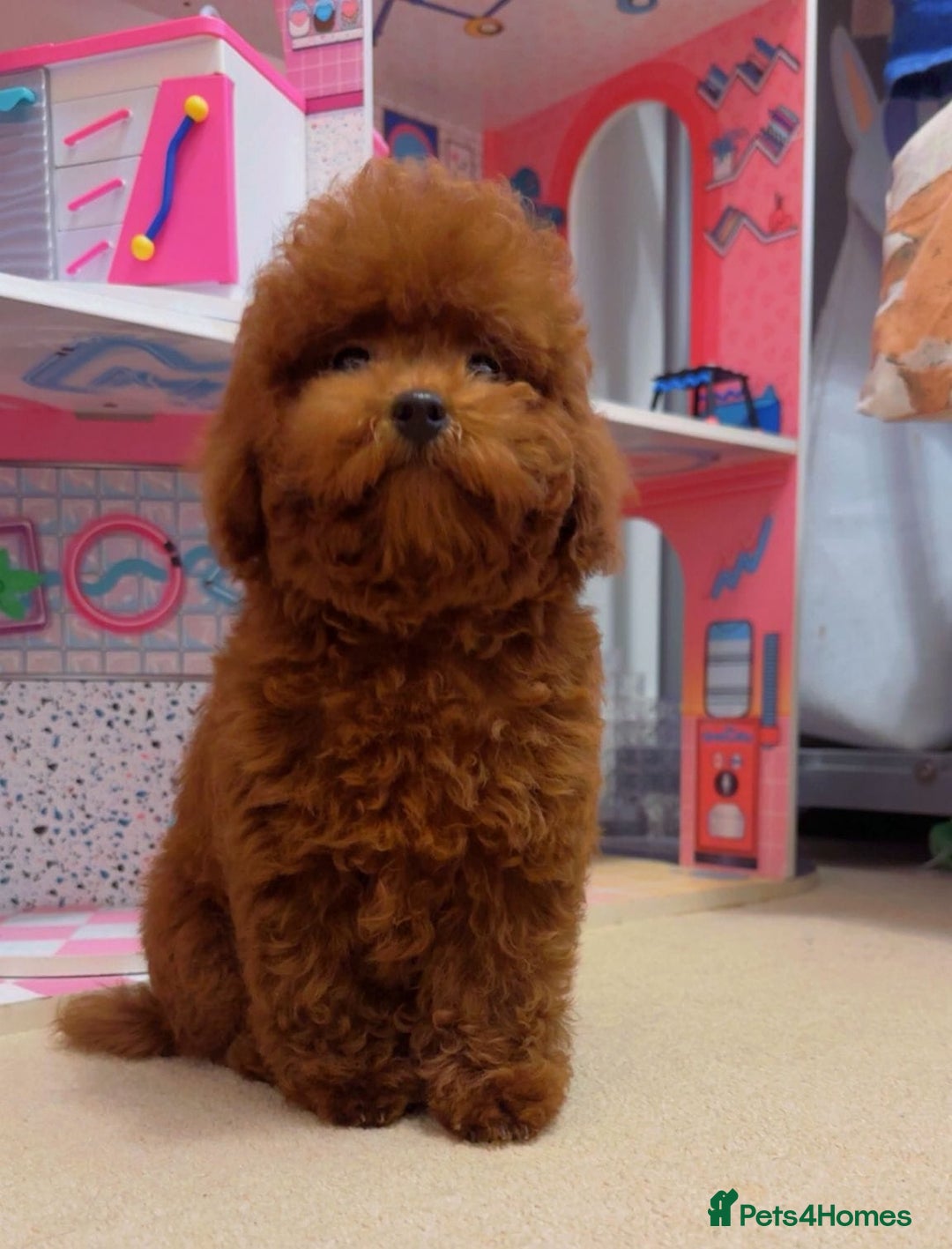 Toy Poodle dogs for sale: Asian Toy Poodle (Korean & Chineese) - Advert 4