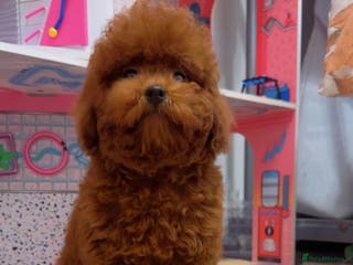 Toy Poodle dogs Asian Toy Poodle (Korean & Chineese) - Advert 9