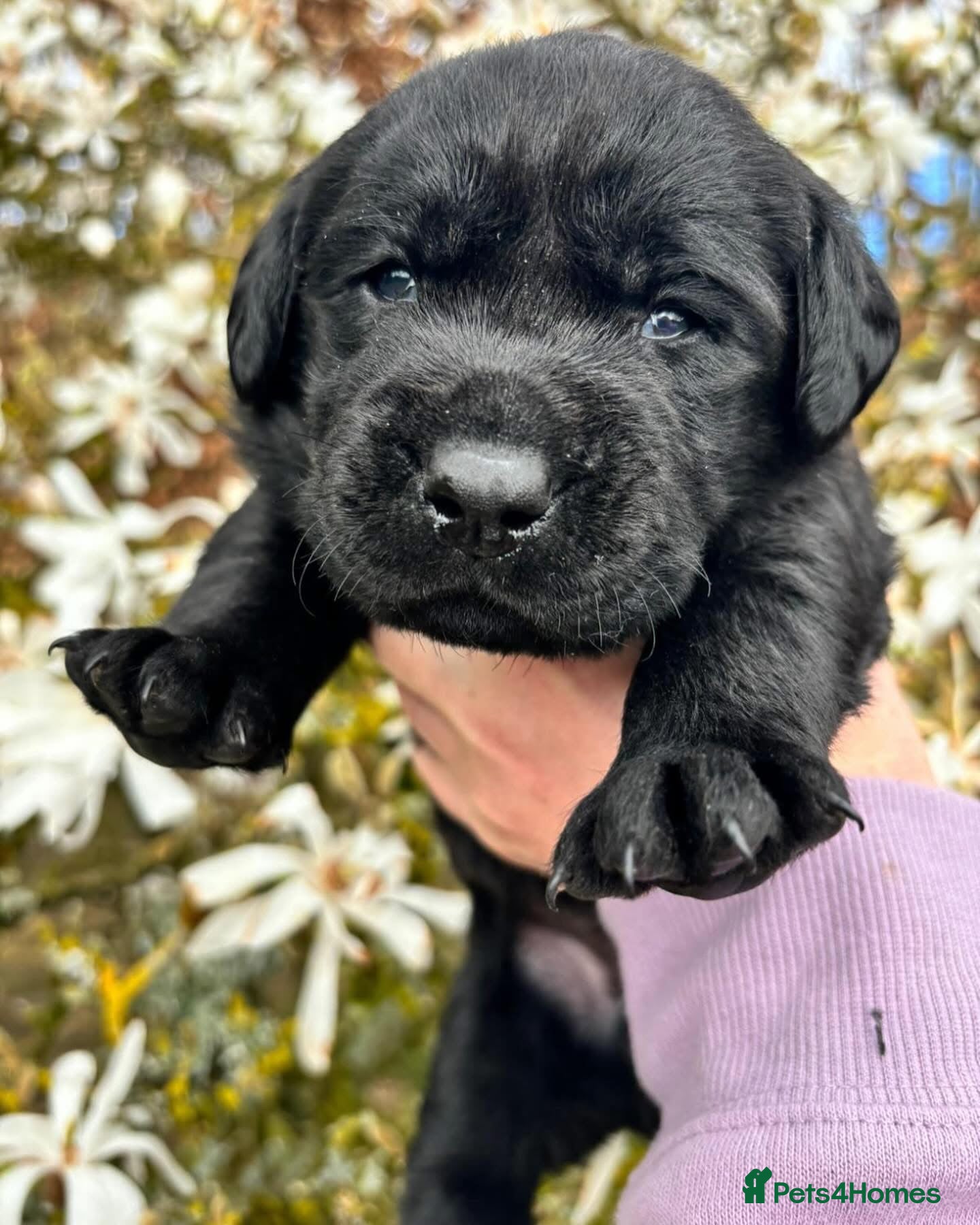 Labrador Retriever dogs True Show Line Chunky Labrador Puppies  - Advert 1