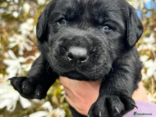 Labrador Retriever dogs True Show Line Chunky Labrador Puppies - Advert 3