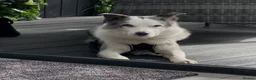 Mixed Breed dogs for adoption: 💙🐶 STRIKE – A LOVING COLLIE HEART  in Preston - Advert 7