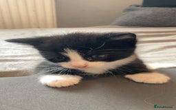 Domestic Shorthair cats for sale: 2 kittens for sale  - Image 3