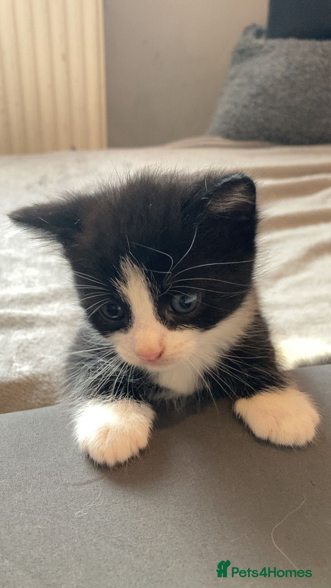 Domestic Shorthair cats for sale: 2 kittens for sale  - Image 3