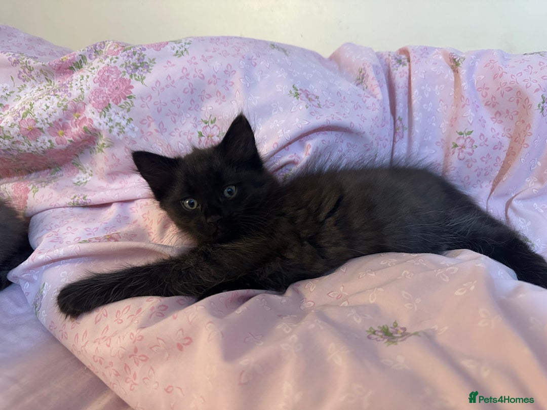 Ragdoll cats for sale: 2 male kittens (Half Ragdoll) - Image 3