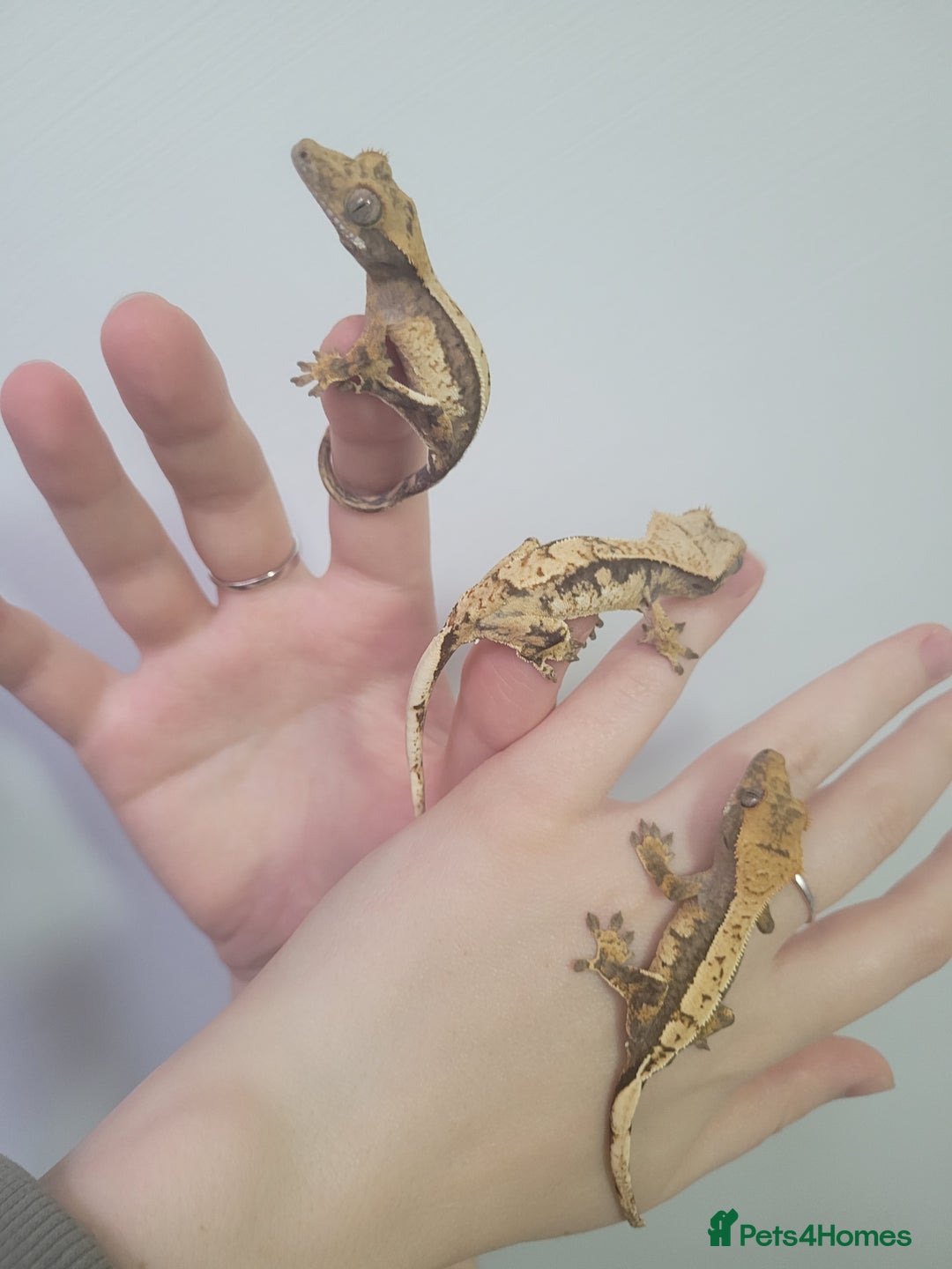 Gecko reptiles for sale: Crested Gecko Gargoyle &  Leachianus Gecko  in Wigston - Image 15