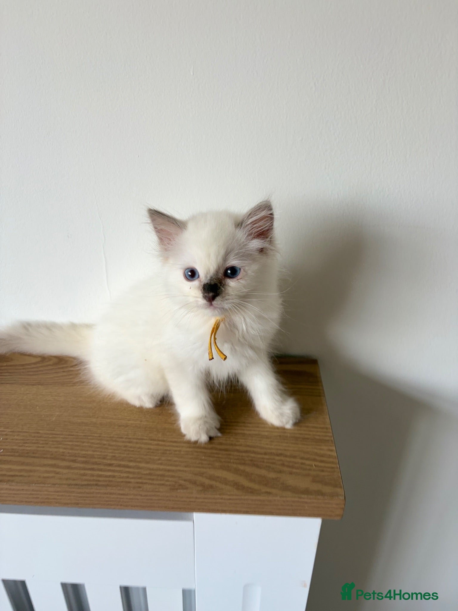 Ragdoll cats Last lilac male ragdoll kitten - Advert 12