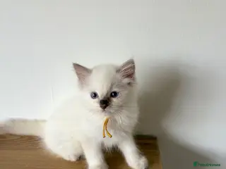 Ragdoll cats Last lilac male ragdoll kitten - Advert 12