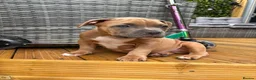 American Bully dogs for sale: American bully puppies  - Advert 6