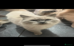 Persian cats for sale: Beautiful Persian/Ragdoll kittens - Image 10