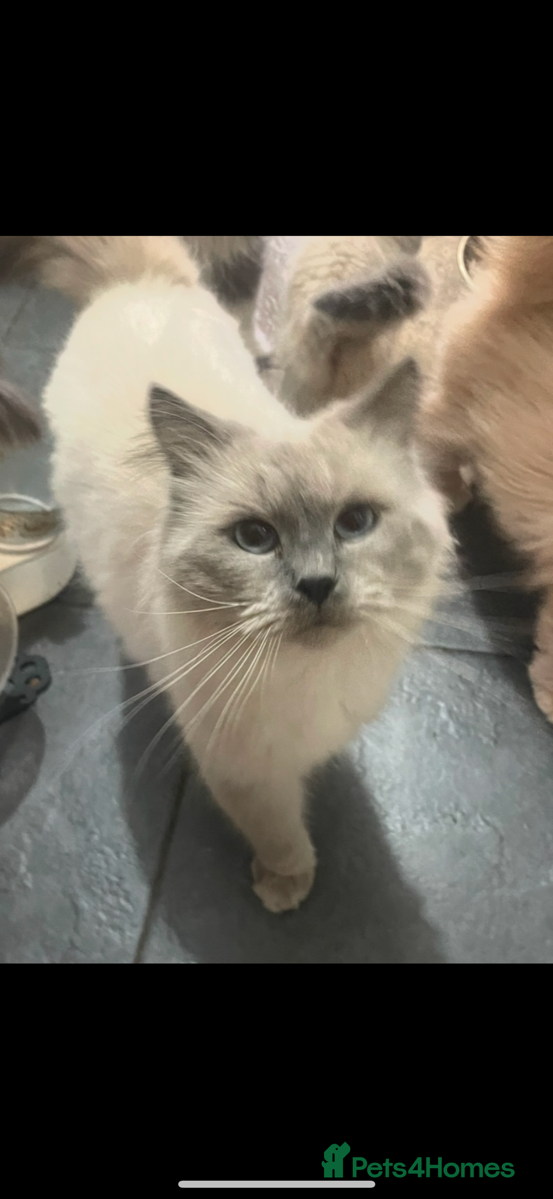 Persian cats for sale: Beautiful Persian/Ragdoll kittens - Image 10