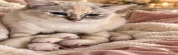 Ragdoll cats for sale: Ragdoll champion GCCF kittens  - Advert 5