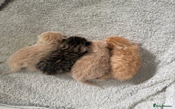 Mixed Breed cats for sale: PLEASE READ - 4 stunning kittens. 3 male. 1 female - Image 7