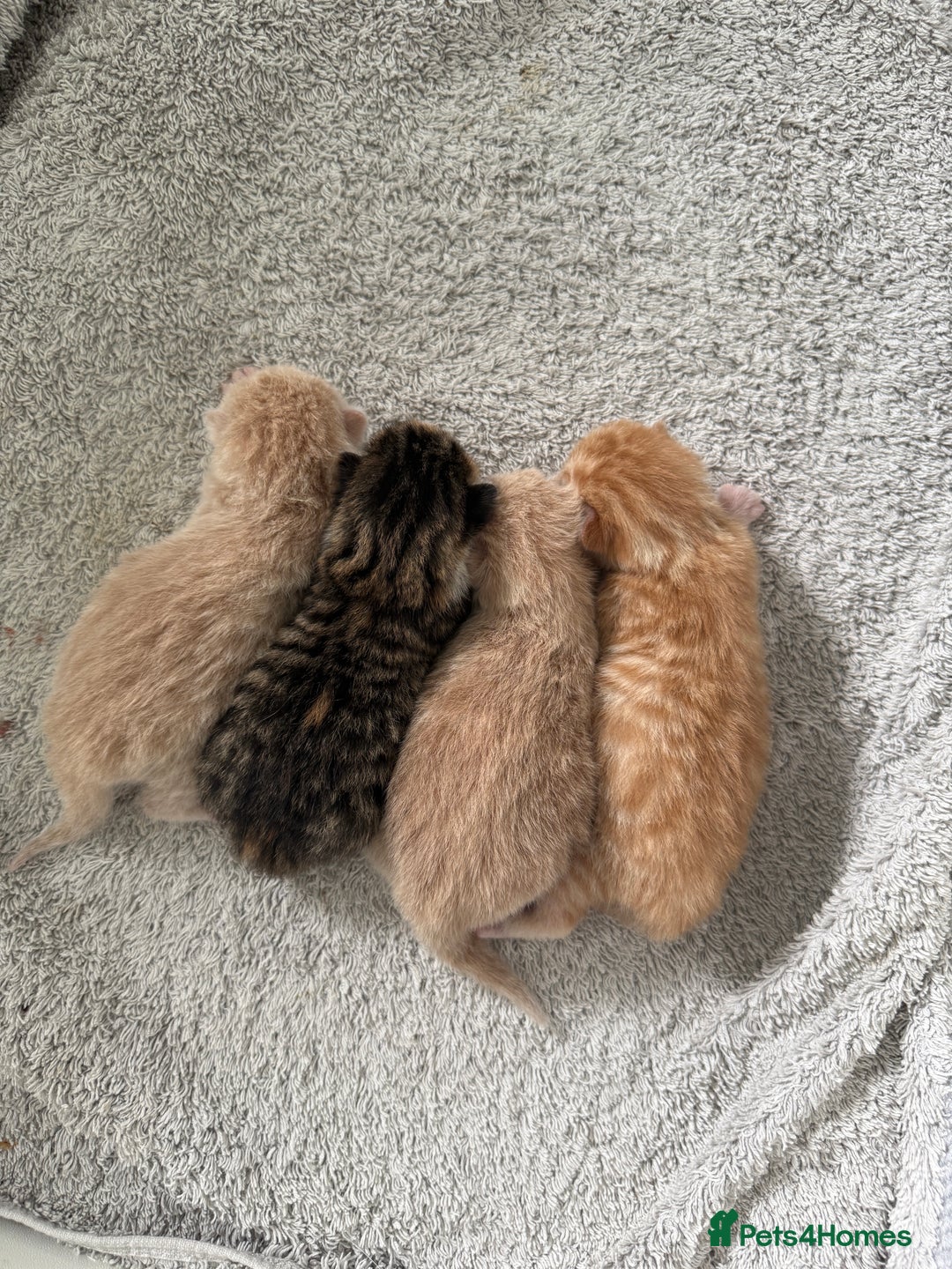 Mixed Breed cats for sale: PLEASE READ - 4 stunning kittens. 3 male. 1 female - Image 7
