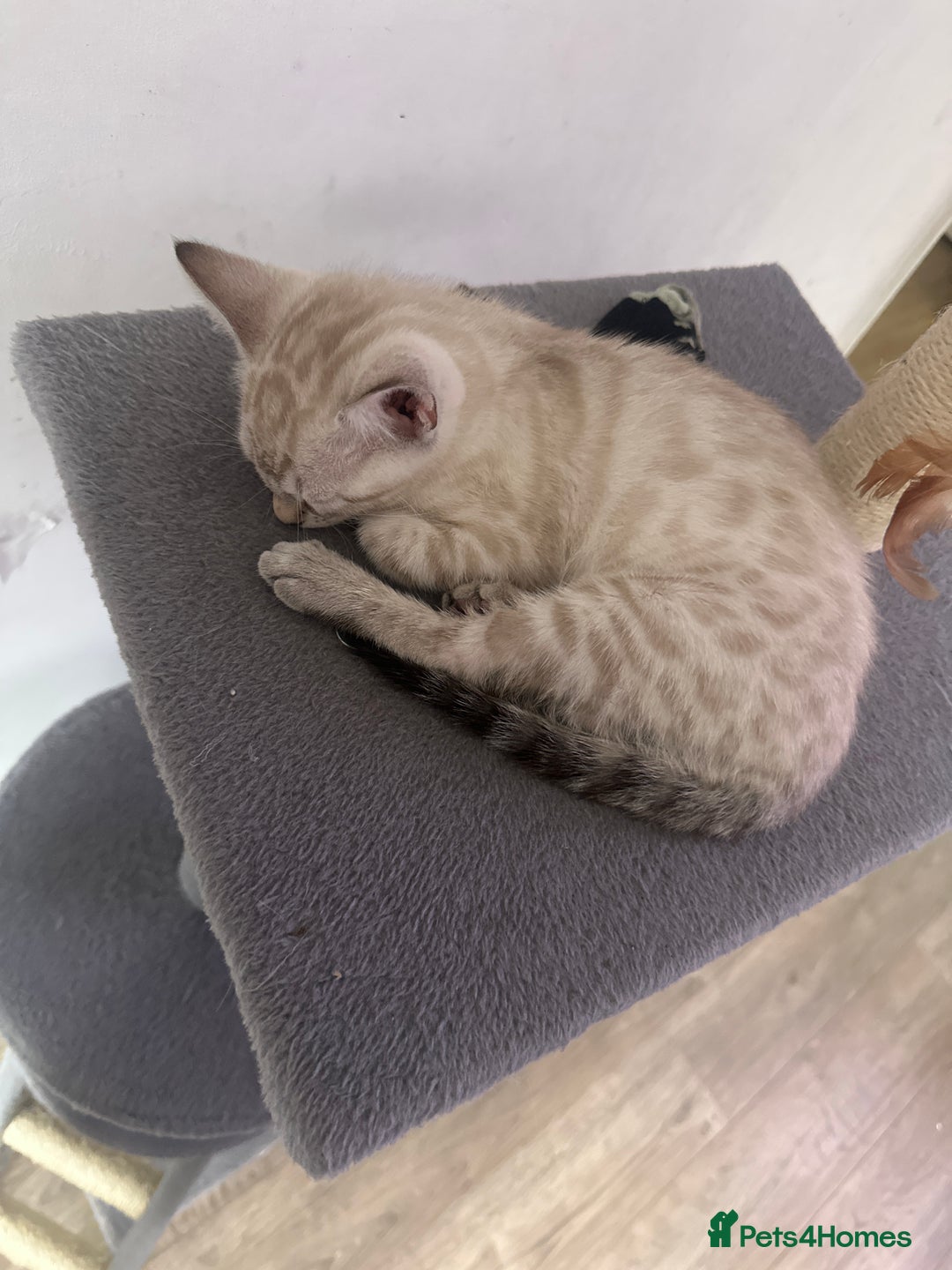 Bengal cats for sale: Stunning Bengal kittens - Image 11