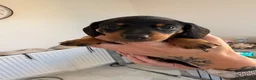 Miniature Dachshund dogs for sale: Miniature Black and Tan dachshunds  in Glenrothes - Advert 10