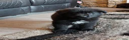German Shepherd dogs for sale: Stunning German shepherd pups in Chorley - Advert 9