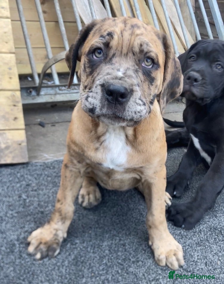 Mixed Breed dogs Bandogge puppys ready to go  - Advert 2