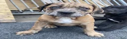 Mixed Breed dogs for sale: Bandogge puppys ready to go  - Advert 2