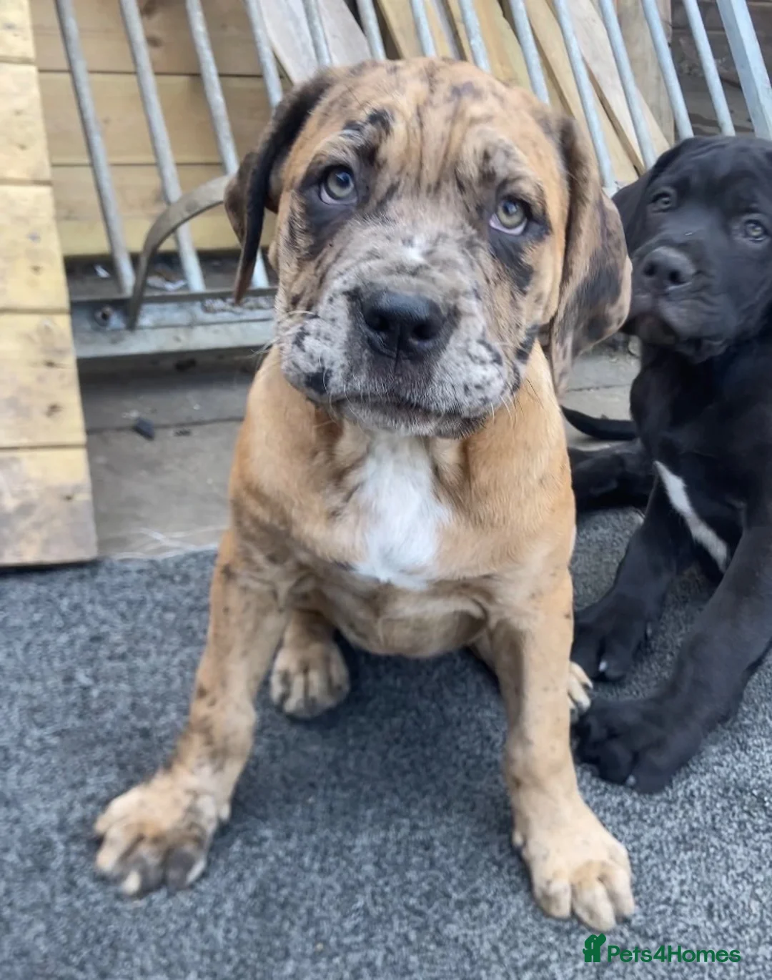 Mixed Breed dogs for sale: Bandogge puppys ready to go  - Advert 2