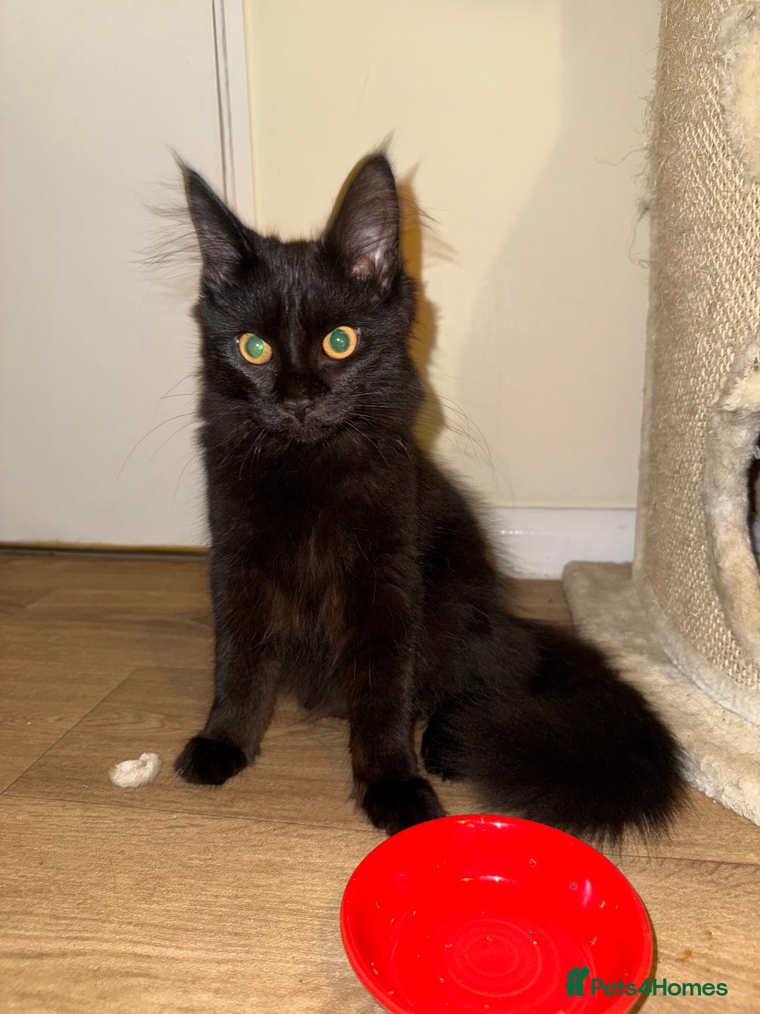 Maine Coon cats for sale: Black smoked boy  - Image 3