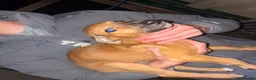 Lurcher dogs for sale: 7 week old lurcher puppies - Advert 14