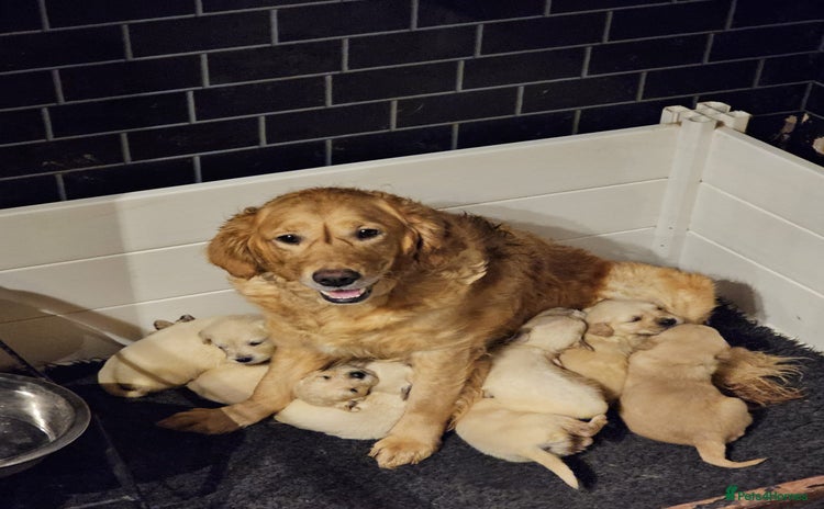 Golden Retriever dogs - Advert 8