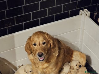 Golden Retriever dogs kc registered Gorgeous golden retrievers - Advert 6