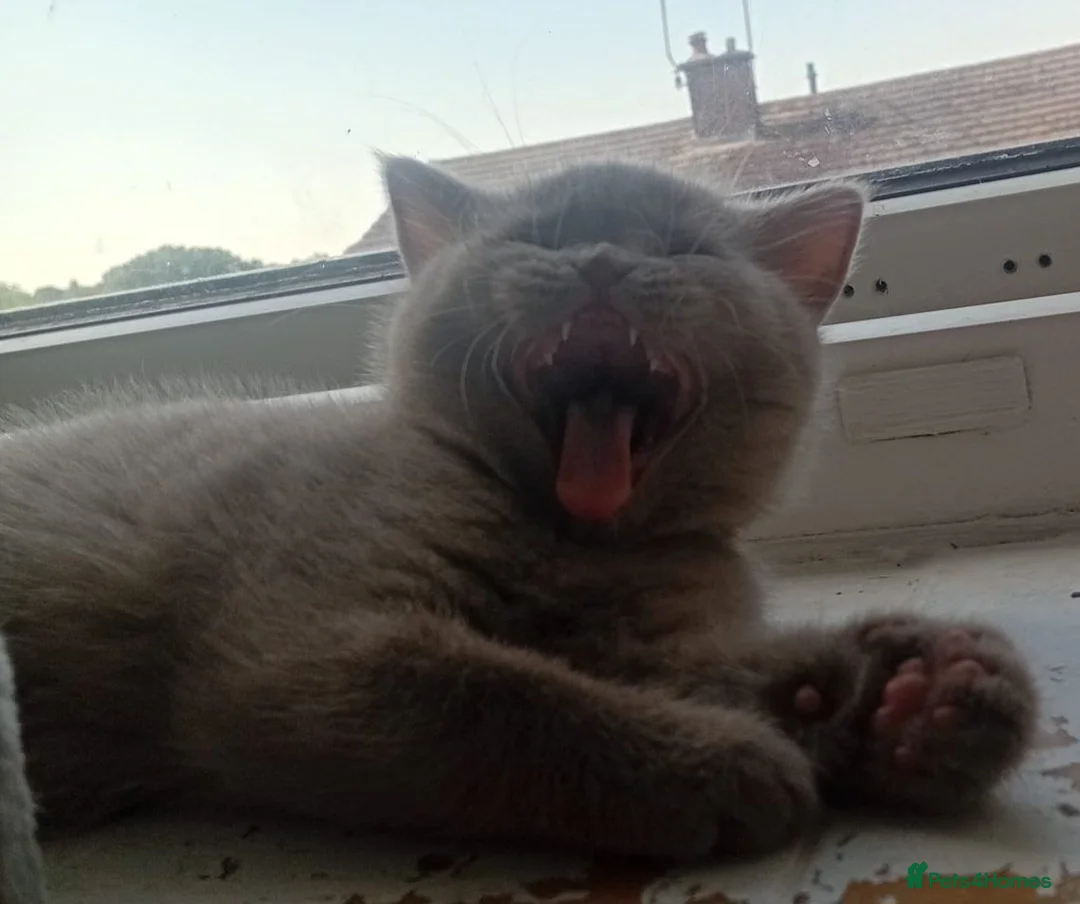 British Shorthair cats for sale: Full British Shorthair Kittens - Advert 2