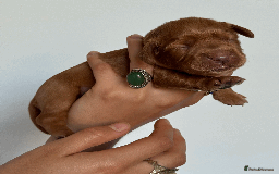 Cocker Spaniel dogs for sale: Pedigree Cocker Spaniel Puppies  - Image 4