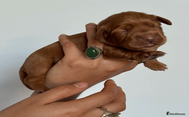 Cocker Spaniel dogs - Advert 5