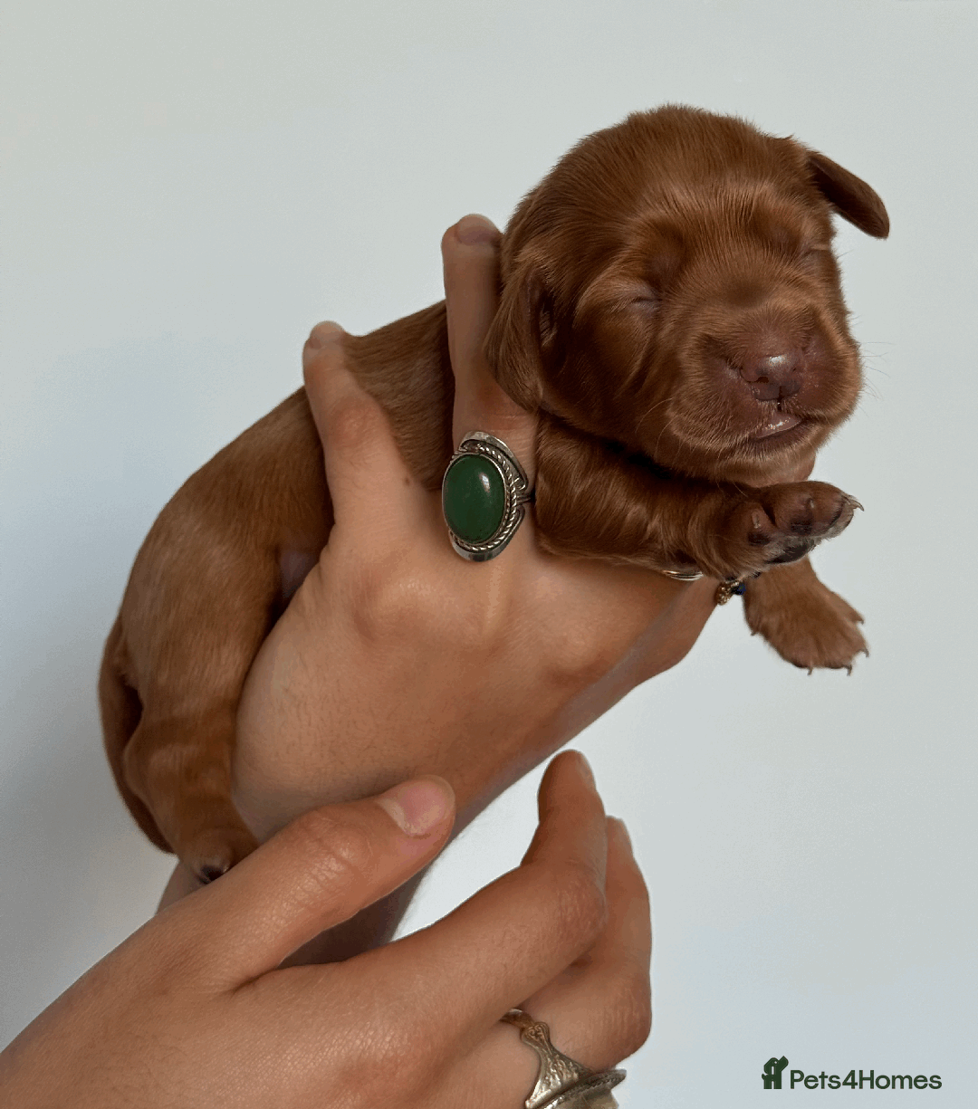 Cocker Spaniel dogs for sale: Pedigree Cocker Spaniel Puppies  - Image 4