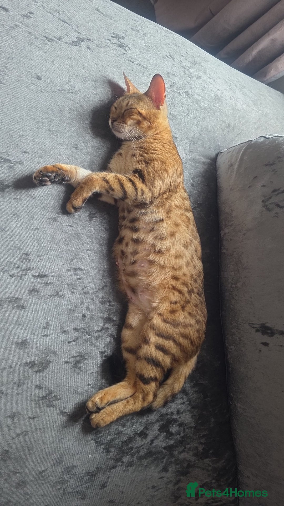 Bengal cats for sale: Stunning bengal female cat 1 year old 🐈  - Image 4