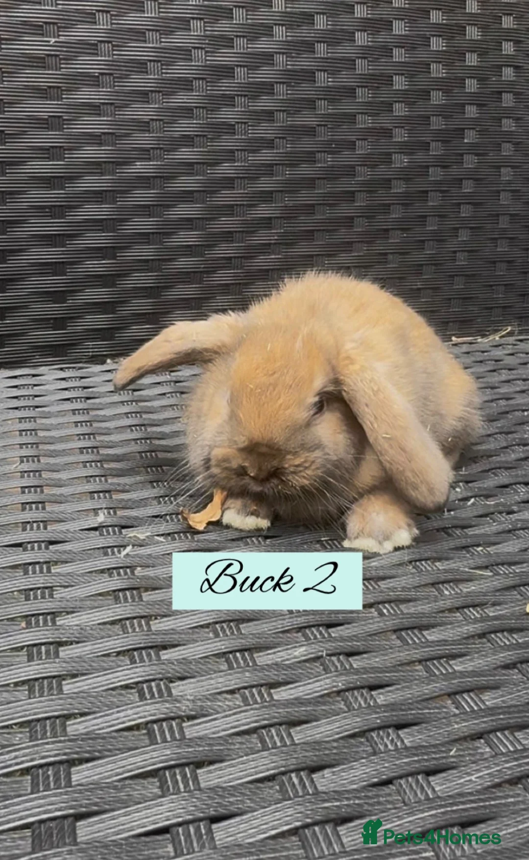 Mini Lop rabbits for sale: Beautiful Mini Lop baby’s looking for a new 🏡. - Advert 8