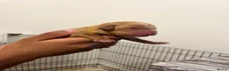 Cockapoo dogs for sale: Beautiful Multigen Cockapoo Puppies 🐶 - Advert 7