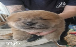 Chow Chow dogs for sale: Chow chow puppies - Image 10
